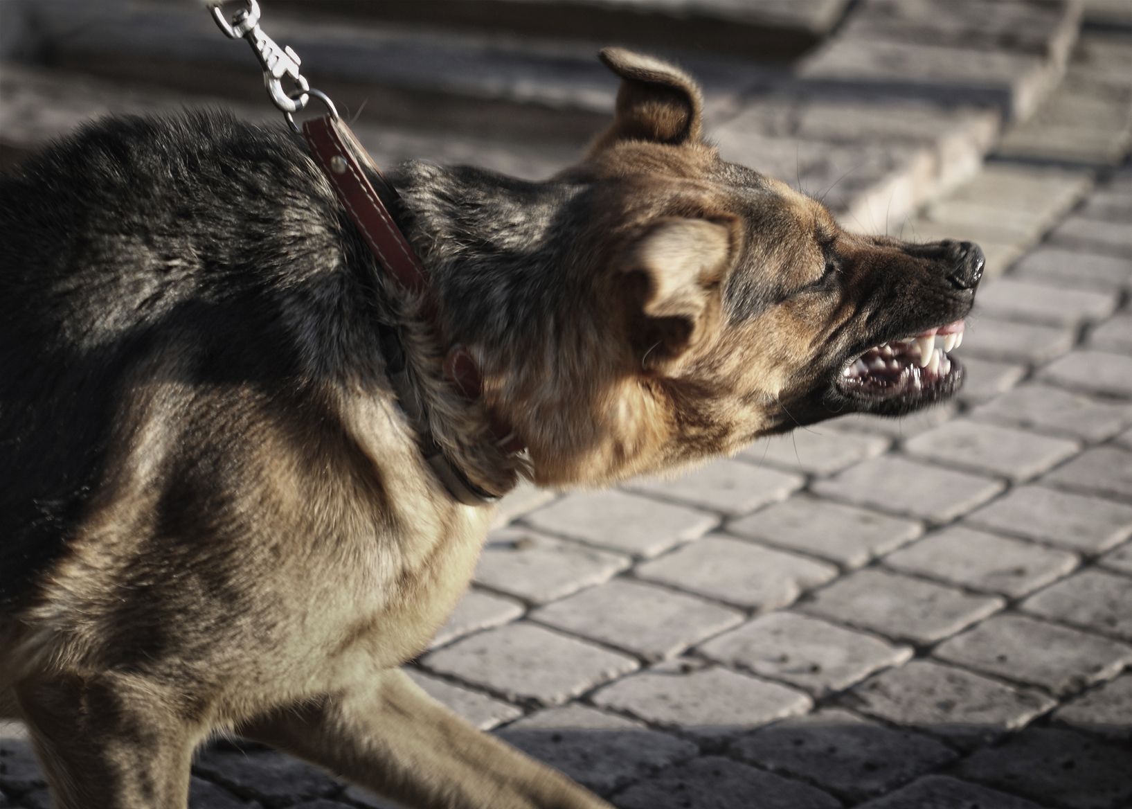 angry dog